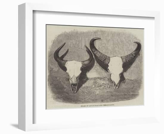 Heads of Adult Male and Female Gaour-null-Framed Giclee Print