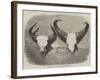 Heads of Adult Male and Female Gaour-null-Framed Giclee Print