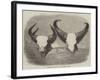 Heads of Adult Male and Female Gaour-null-Framed Giclee Print