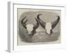 Heads of Adult Male and Female Gaour-null-Framed Giclee Print