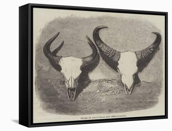 Heads of Adult Male and Female Gaour-null-Framed Stretched Canvas