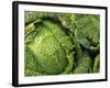 Heads of Lettuce-null-Framed Photographic Print