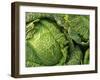 Heads of Lettuce-null-Framed Photographic Print