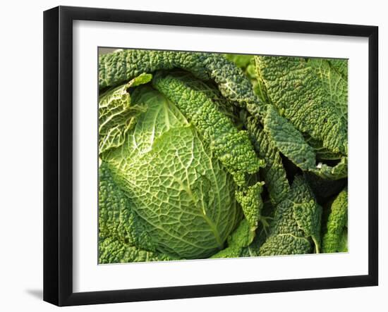 Heads of Lettuce-null-Framed Photographic Print
