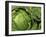 Heads of Lettuce-null-Framed Photographic Print