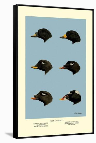 Heads of Scoters-Allan Brooks-Framed Stretched Canvas