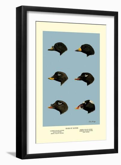 Heads of Scoters-Allan Brooks-Framed Art Print