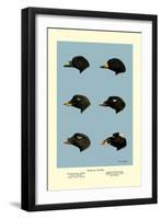 Heads of Scoters-Allan Brooks-Framed Art Print