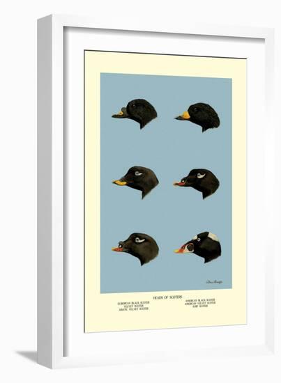 Heads of Scoters-Allan Brooks-Framed Art Print