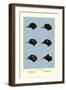 Heads of Scoters-Allan Brooks-Framed Art Print