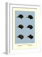 Heads of Scoters-Allan Brooks-Framed Art Print