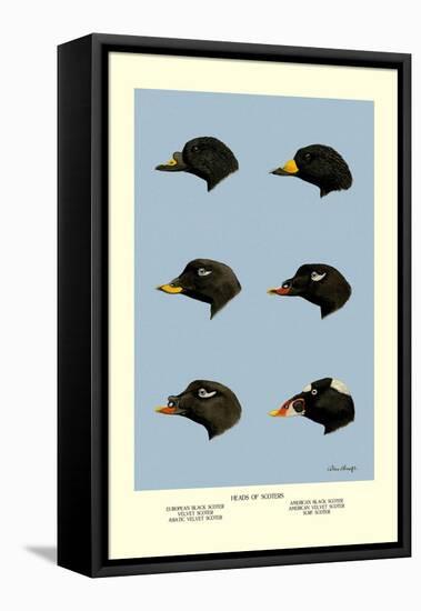 Heads of Scoters-Allan Brooks-Framed Stretched Canvas
