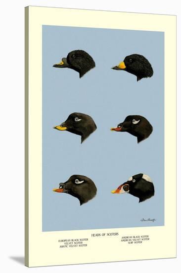 Heads of Scoters-Allan Brooks-Stretched Canvas