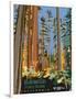 Headwaters Forest Reserve-Bureau of Land Management-Framed Art Print