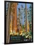 Headwaters Forest Reserve-Bureau of Land Management-Framed Art Print