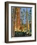 Headwaters Forest Reserve-Bureau of Land Management-Framed Art Print