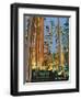 Headwaters Forest Reserve-Bureau of Land Management-Framed Art Print