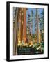 Headwaters Forest Reserve-Bureau of Land Management-Framed Art Print