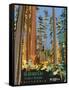 Headwaters Forest Reserve-Bureau of Land Management-Framed Stretched Canvas