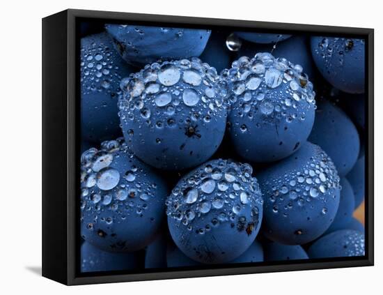 Healdsberg, Sonoma County, California: Detail of Grapes.-Ian Shive-Framed Stretched Canvas