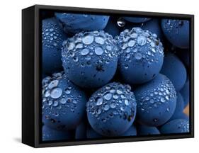 Healdsberg, Sonoma County, California: Detail of Grapes.-Ian Shive-Framed Stretched Canvas