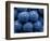 Healdsberg, Sonoma County, California: Detail of Grapes.-Ian Shive-Framed Photographic Print