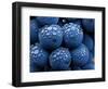 Healdsberg, Sonoma County, California: Detail of Grapes.-Ian Shive-Framed Photographic Print