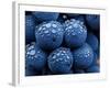 Healdsberg, Sonoma County, California: Detail of Grapes.-Ian Shive-Framed Photographic Print