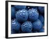 Healdsberg, Sonoma County, California: Detail of Grapes.-Ian Shive-Framed Photographic Print