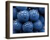 Healdsberg, Sonoma County, California: Detail of Grapes.-Ian Shive-Framed Photographic Print