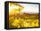 Healdsberg, Sonoma County, California: Sunset on Northern California Vineyards.-Ian Shive-Framed Stretched Canvas