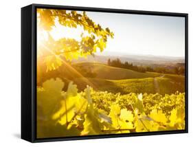 Healdsberg, Sonoma County, California: Sunset on Northern California Vineyards.-Ian Shive-Framed Stretched Canvas