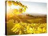 Healdsberg, Sonoma County, California: Sunset on Northern California Vineyards.-Ian Shive-Stretched Canvas