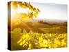 Healdsberg, Sonoma County, California: Sunset on Northern California Vineyards.-Ian Shive-Stretched Canvas