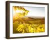 Healdsberg, Sonoma County, California: Sunset on Northern California Vineyards.-Ian Shive-Framed Photographic Print