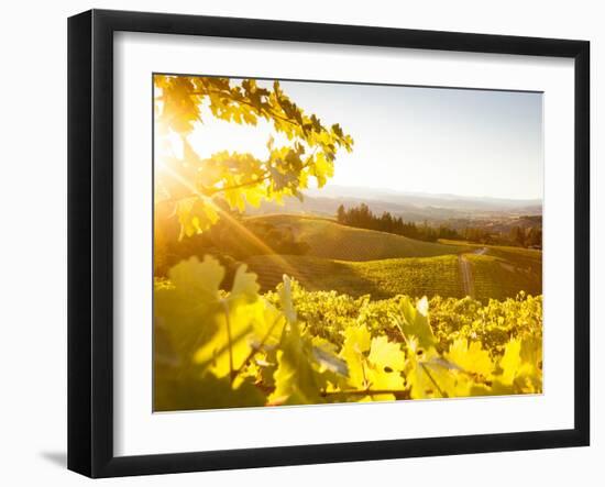 Healdsberg, Sonoma County, California: Sunset on Northern California Vineyards.-Ian Shive-Framed Photographic Print