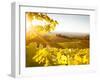 Healdsberg, Sonoma County, California: Sunset on Northern California Vineyards.-Ian Shive-Framed Photographic Print