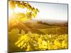 Healdsberg, Sonoma County, California: Sunset on Northern California Vineyards.-Ian Shive-Mounted Photographic Print