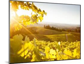 Healdsberg, Sonoma County, California: Sunset on Northern California Vineyards.-Ian Shive-Mounted Photographic Print