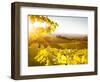 Healdsberg, Sonoma County, California: Sunset on Northern California Vineyards.-Ian Shive-Framed Photographic Print