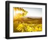 Healdsberg, Sonoma County, California: Sunset on Northern California Vineyards.-Ian Shive-Framed Photographic Print