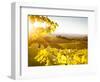 Healdsberg, Sonoma County, California: Sunset on Northern California Vineyards.-Ian Shive-Framed Photographic Print