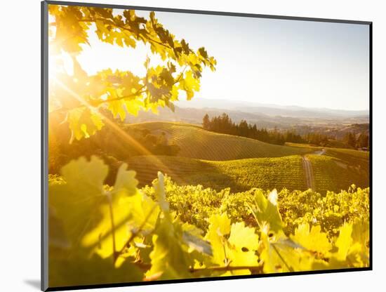 Healdsberg, Sonoma County, California: Sunset on Northern California Vineyards.-Ian Shive-Mounted Photographic Print