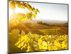 Healdsberg, Sonoma County, California: Sunset on Northern California Vineyards.-Ian Shive-Mounted Photographic Print
