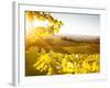 Healdsberg, Sonoma County, California: Sunset on Northern California Vineyards.-Ian Shive-Framed Photographic Print