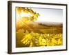 Healdsberg, Sonoma County, California: Sunset on Northern California Vineyards.-Ian Shive-Framed Photographic Print