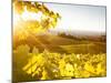 Healdsberg, Sonoma County, California: Sunset on Northern California Vineyards.-Ian Shive-Mounted Photographic Print