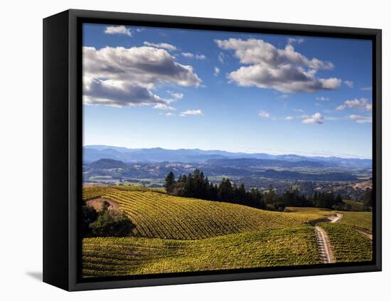 Healdsberg, Sonoma County, California: Vineyard at Sunset.-Ian Shive-Framed Stretched Canvas