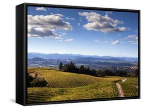 Healdsberg, Sonoma County, California: Vineyard at Sunset.-Ian Shive-Framed Stretched Canvas