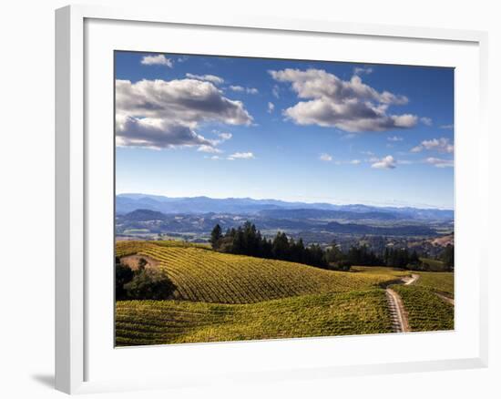 Healdsberg, Sonoma County, California: Vineyard at Sunset.-Ian Shive-Framed Photographic Print